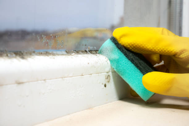 Office Mold Removal Services in Tubac, AZ
