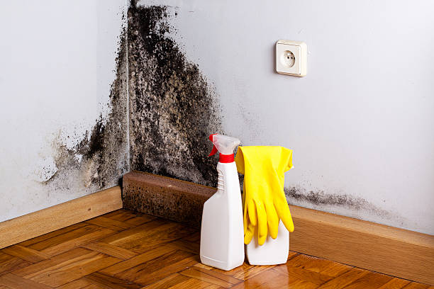 Office Mold Removal Services in Tubac, AZ