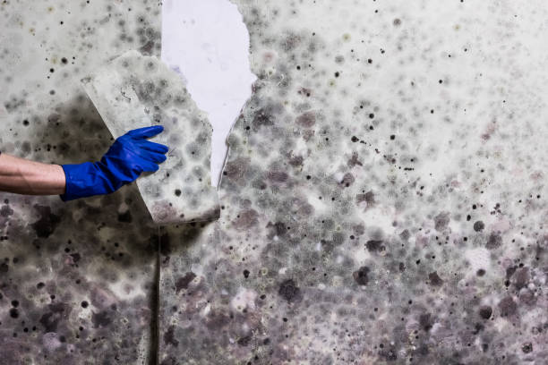 Tubac, AZ Mold Removal Company