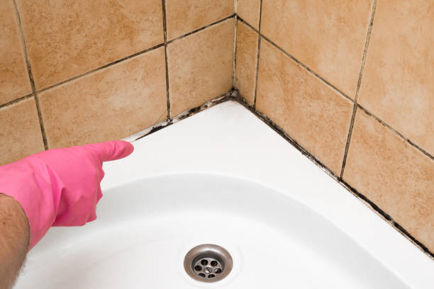 Best Crawl Space Mold Removal  in Tubac, AZ